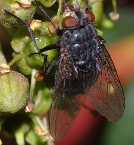 Calliphora sp